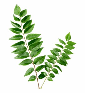 Curry Leaves 100 gm