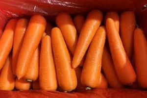 Carrot Cartoon