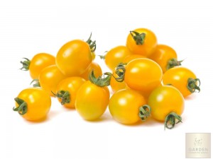 Cherry tomato yellow