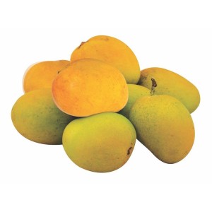 Mango Alphonso